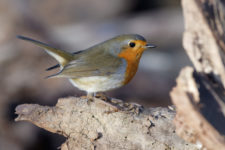 Stunde der Wintervögel: Welche Vögel sind noch da?