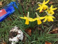 FrühjahrESputz am 27.3.