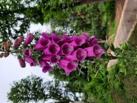 Ab September: Kunst + Natur – Yoga + Qigong