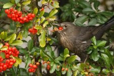 Heckenschnitt im Herbst