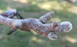 Pflanzenknospenwanderung