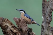 Stunde der Gartenvögel