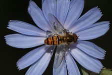 NABU – Insektensommer – Zähl mit!