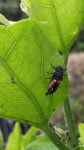 Endspurt beim „ Insektensommer“,  NABU-Treffen