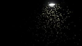 Lichtverschmutzung bringt Insekten den Tod