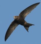 Mauersegler – ein Leben im Flug