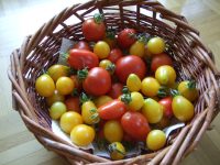 Jetzt Tomaten ausleihen und selbst vorziehen