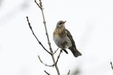 Vogelführung im Ebershaldenfriedhof