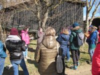 Knospen als sanfte Heilmittel