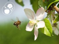 Blütenumgang mit festlichem Ausklang