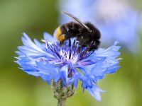 NABU-Insektensommer – zähl mit!