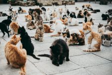 Kastrationspflicht für Katzen gefordert