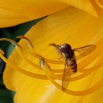 NABU – Mitmachaktion  „ Insektensommer”