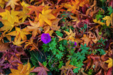 Bäume u. Büsche leuchten nun herbstbunt – warum?