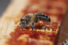 MV Oktober / Pflegeeinsatz im Bienengarten