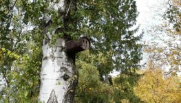 Nistkastenkontrolle im Ebershaldenfriedhof