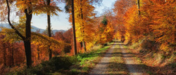 Leuchtende Herbstfarben in der Natur