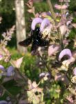 Freie Plätze Anfängerkurs “Bienen halten”/ Infos