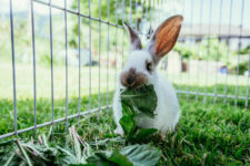 Kaninchen gehören nicht ins Osternest!