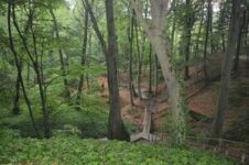 Wald macht gesud