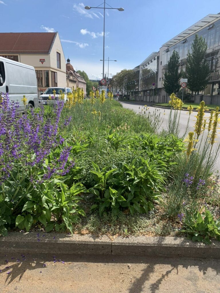 Blühstreifen zwischen den Straßen Zwiebel Das Vereinsforum der