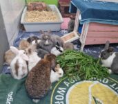 Tiere des Monats- Beschlagnahmte Kaninchen