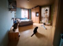 Katzenpension bei Tierglück Esslingen e.V