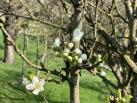 Blütenwanderung am So. 27.4.2025  15:00 Uhr