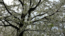 Naturgartenwettbewerb in Esslingen startet