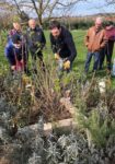 Schnitt im Staudengarten