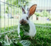 Tiere sind keine Ostergeschenke!