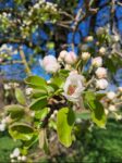 Monatsversammlung April