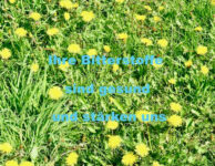 Butterblumen
