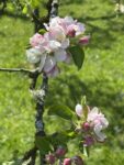 Blütenwanderung am Sonntag 27.04.2025