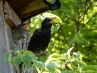 „Stunde der Gartenvögel“ – Zähl mit !