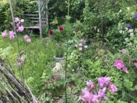 Einladung zur Online Naturgarten-Schulung