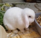 Kaninchen brauchen Gesellschaft