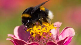 Am Dienstag war der “Weltbienentag” !