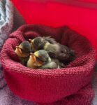 Nicht jeder Jungvogel braucht Hilfe