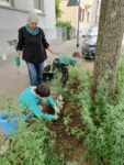 Mehr Grün mit bepflanzten Baumscheiben