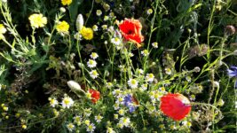 Exkursion in Schanbach „Natur nah dran“