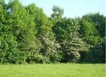 Waldbegehung mit anschließendem Grillabend
