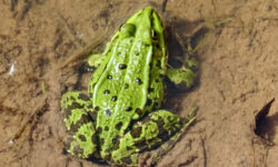 Regen Frosch