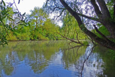Der Neckar – Teil unserer Heimat