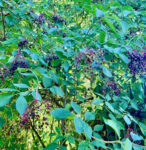 Holunder, unser Superfood