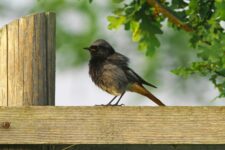 NABU-Treffen  und Wahlaufruf zum Vogel des Jahres