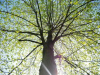 Ein Chor ist mehr als die Summe seiner Mitglieder