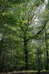 Wanderung vom Katzenkopf nach Fellbach