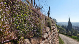 Unbekanntes Esslingen