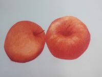 Apfel Sehnsucht. Ausstellung, Texte, Genuss.